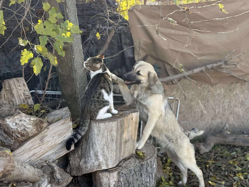 Clementine, schmusige Hündin