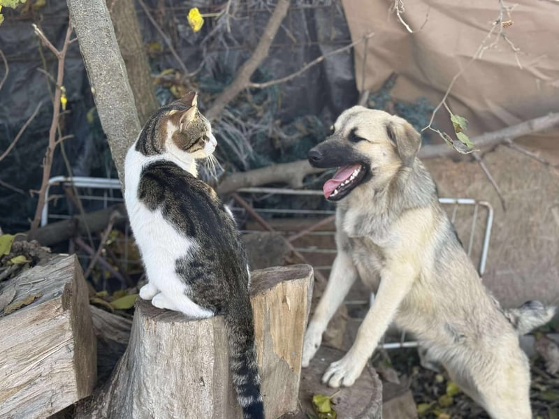 Clementine, schmusige Hündin