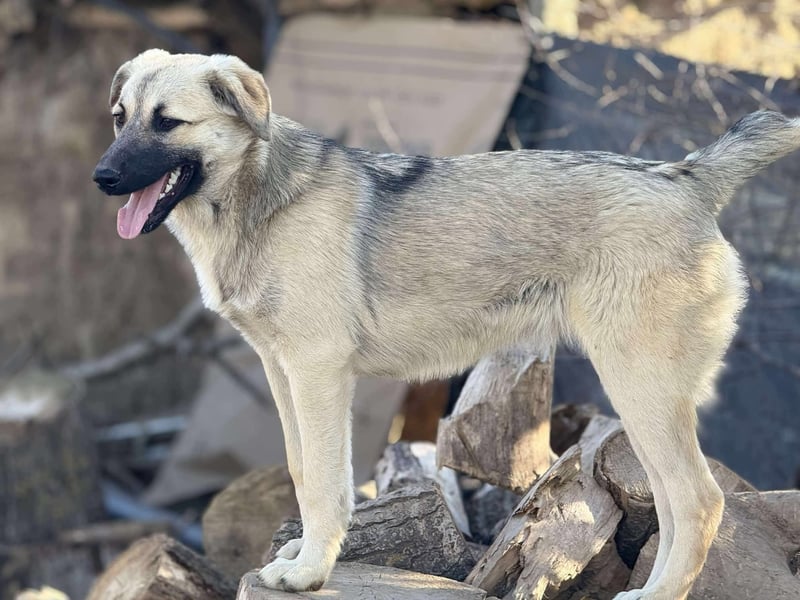 Clementine, schmusige Hündin