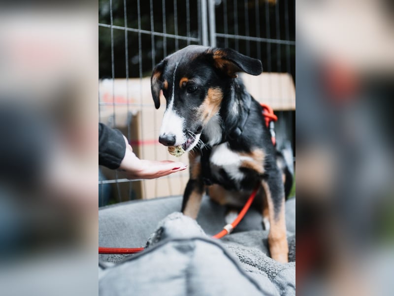 Yuki, liebe Junghündin