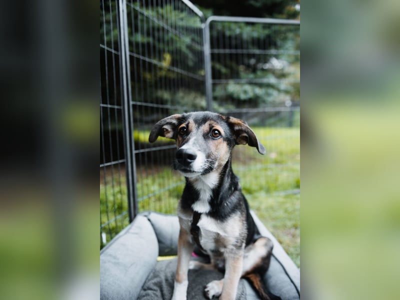 Joshi, lieber Junghund