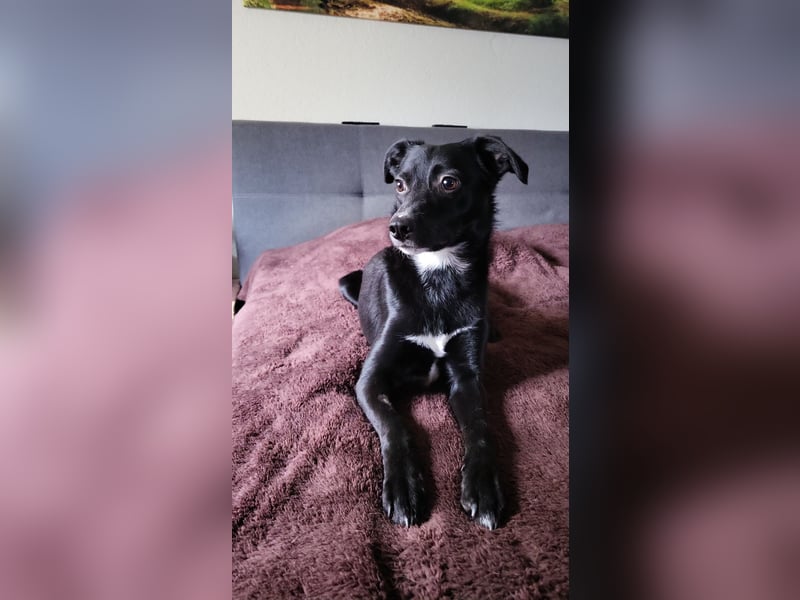 Jamie, schöner und absolut lieber Rüde