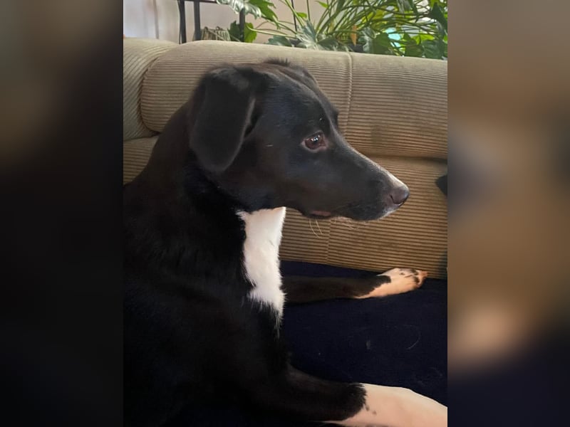 Joy, wunderbare Hündin