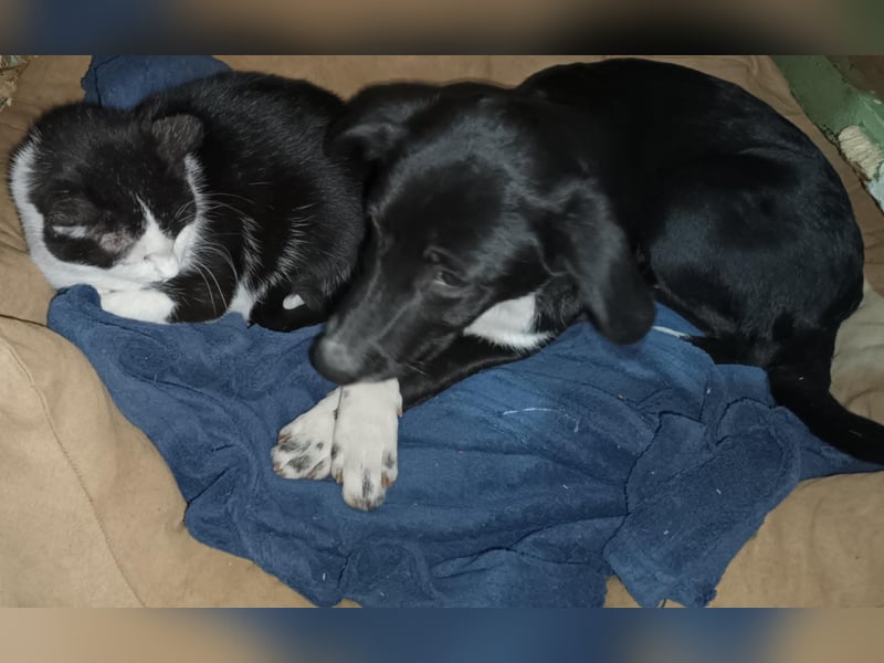 Joy, wunderbare Hündin