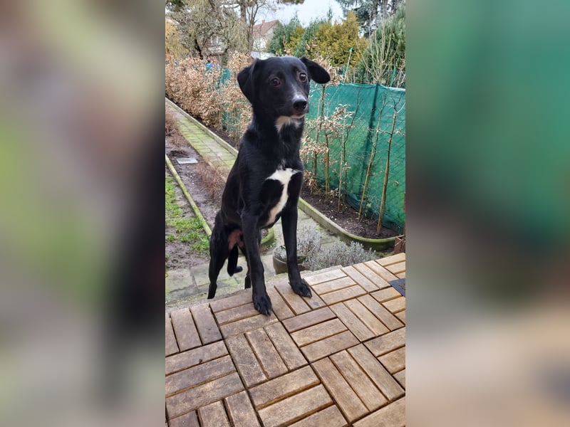 Jamie, schöner und absolut lieber Rüde