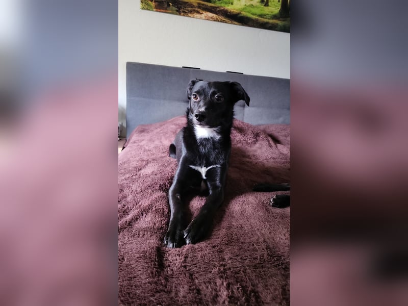 Jamie, schöner und absolut lieber Rüde