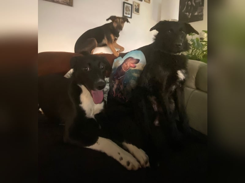 Joy, wunderbare Hündin