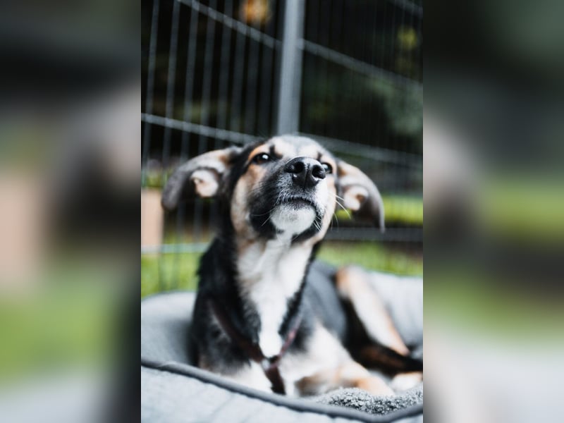 Joshi, lieber Junghund