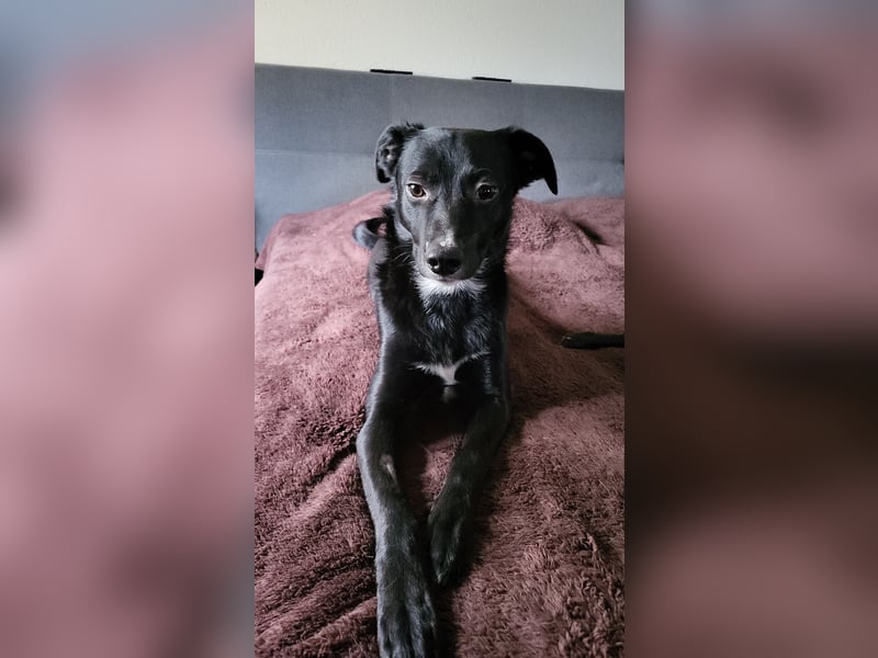 Jamie, schöner und absolut lieber Rüde