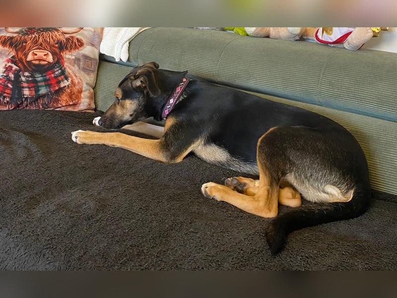 Jenna - sensible Hündin