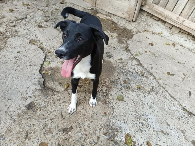 Joy, wunderbare Hündin