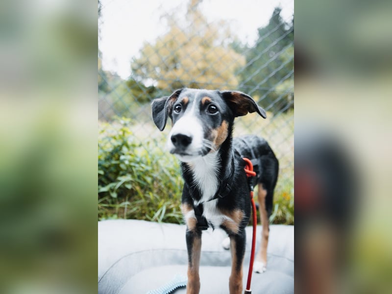 Yuki, liebe Junghündin