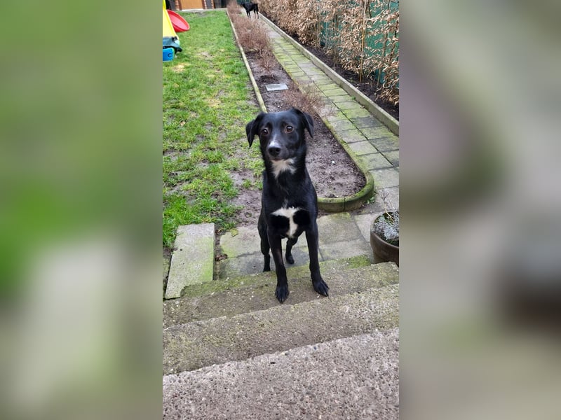 Jamie, schöner und absolut lieber Rüde