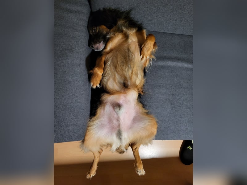 Bruno - kleiner Schmusebär sucht seine Familie