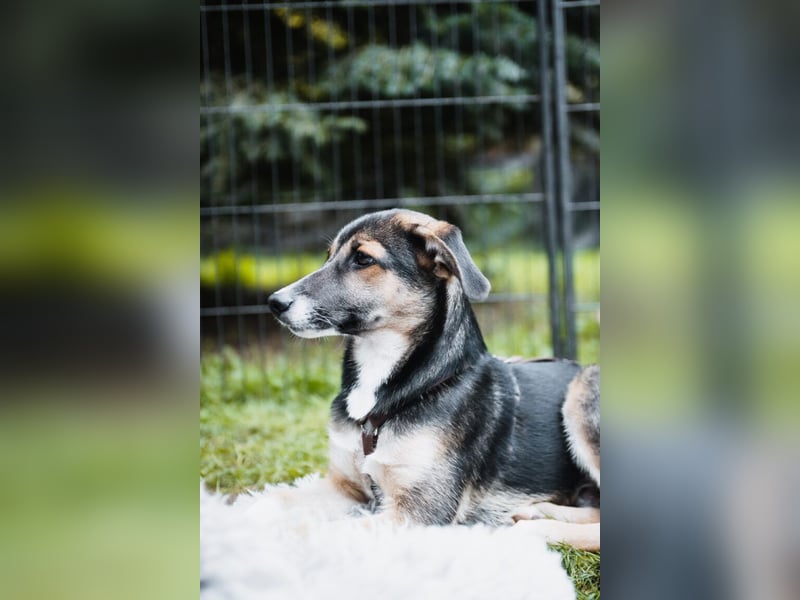 Joshi, lieber Junghund