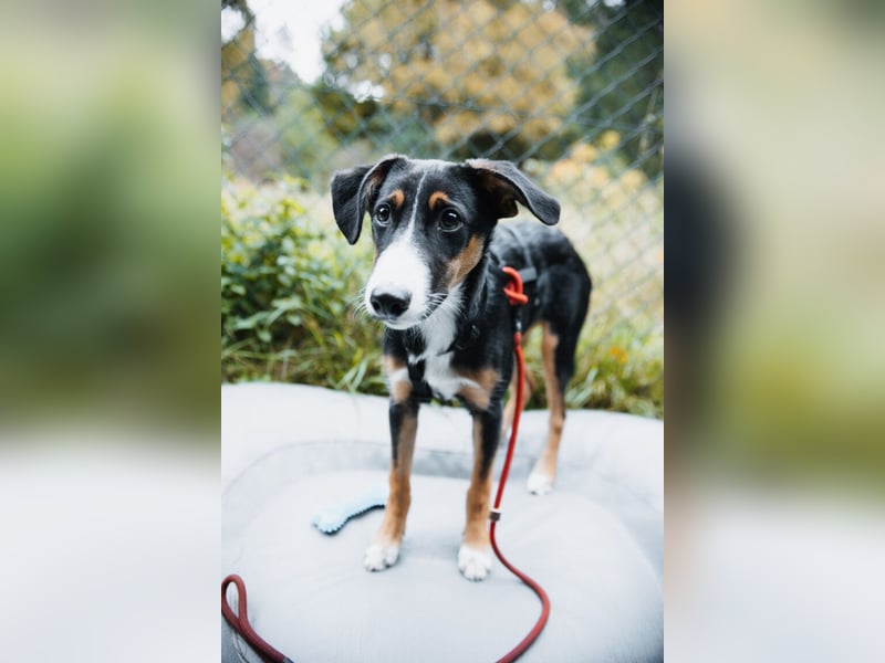 Yuki, liebe Junghündin