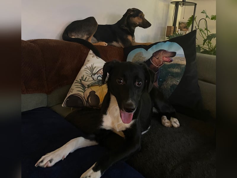 Joy, wunderbare Hündin