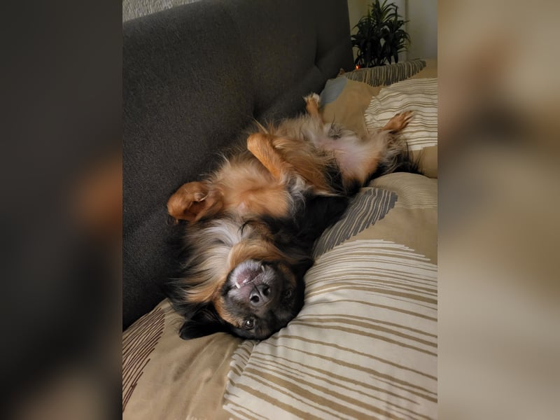 Bruno - kleiner Schmusebär sucht seine Familie