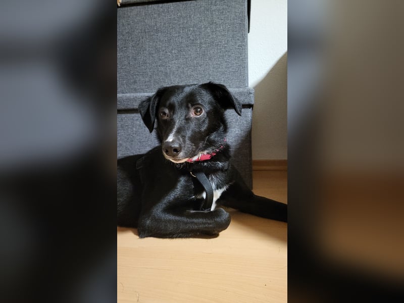 Jamie, schöner und absolut lieber Rüde