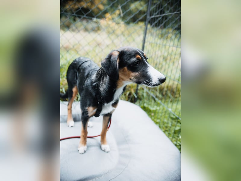 Yuki, liebe Junghündin