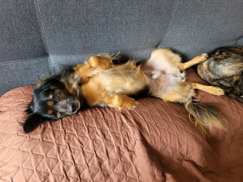 Bruno - kleiner Schmusebär sucht seine Familie