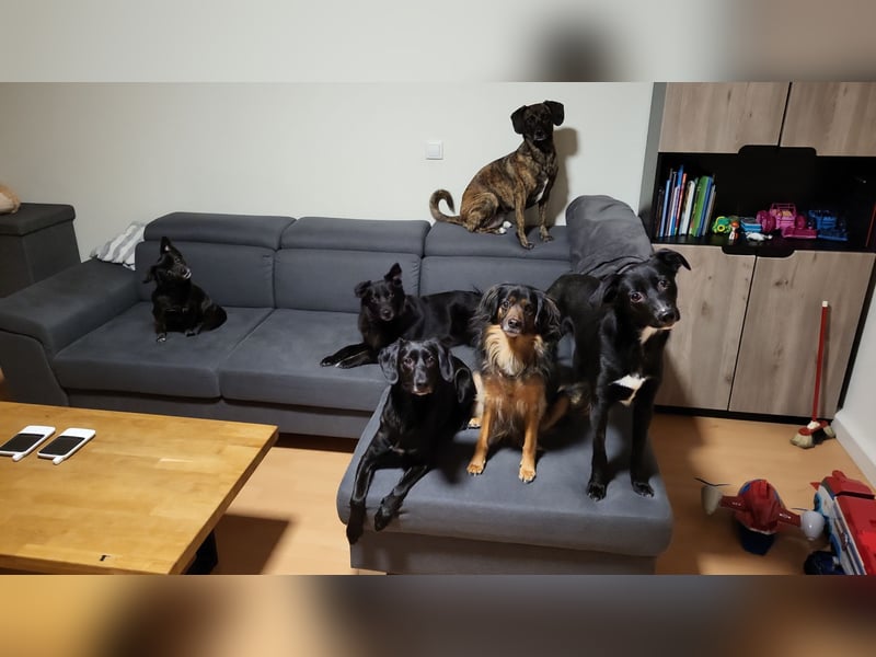 Jamie, schöner und absolut lieber Rüde