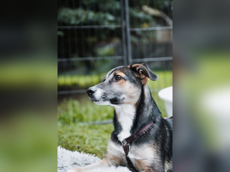 Joshi, lieber Junghund