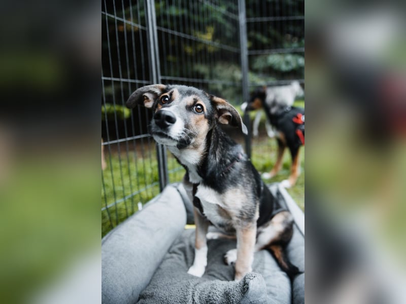 Joshi, lieber Junghund