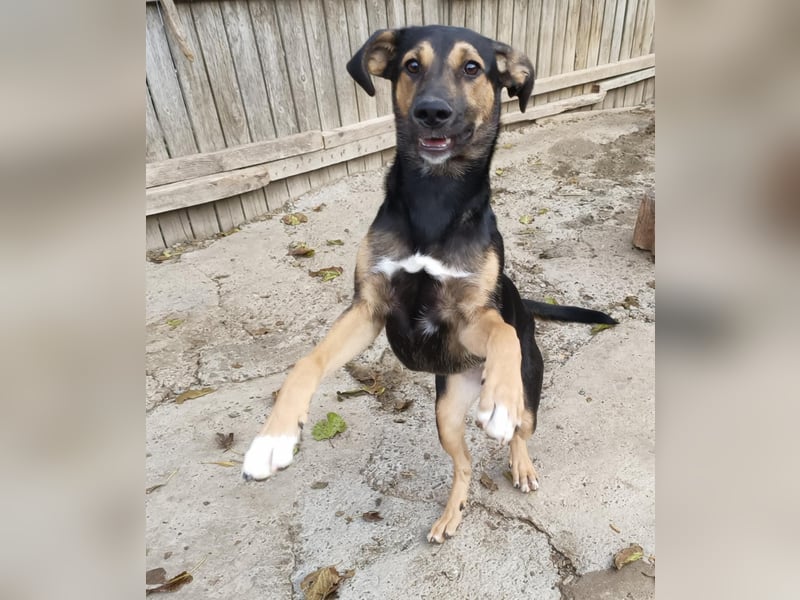 Jenna - sensible Hündin