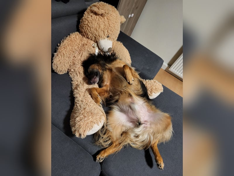 Bruno - kleiner Schmusebär sucht seine Familie