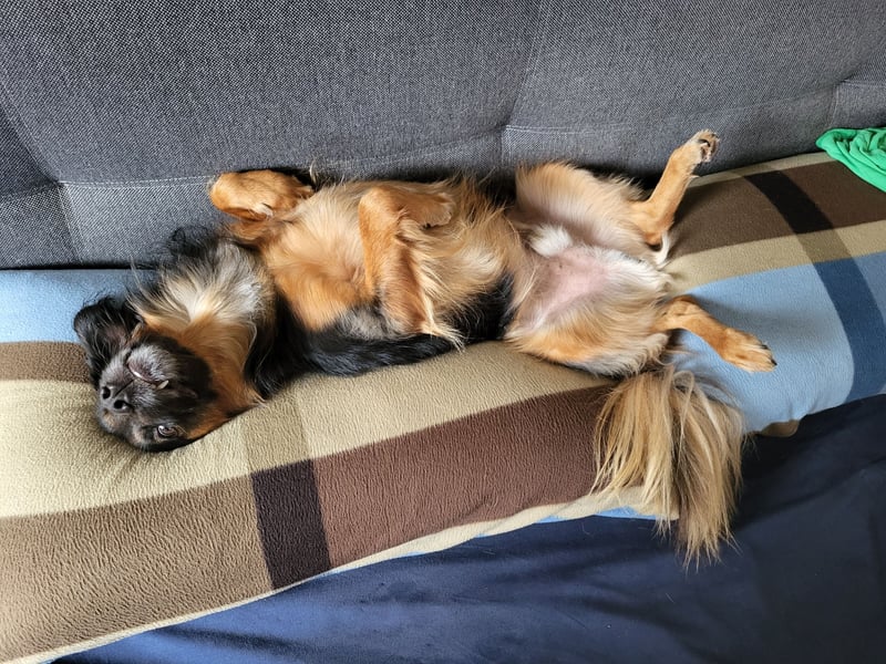 Bruno - kleiner Schmusebär sucht seine Familie