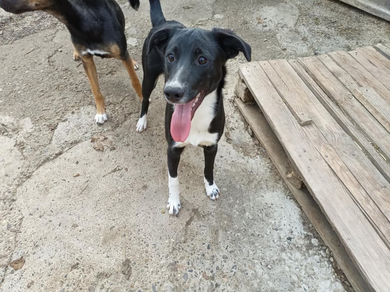 Joy, wunderbare Hündin