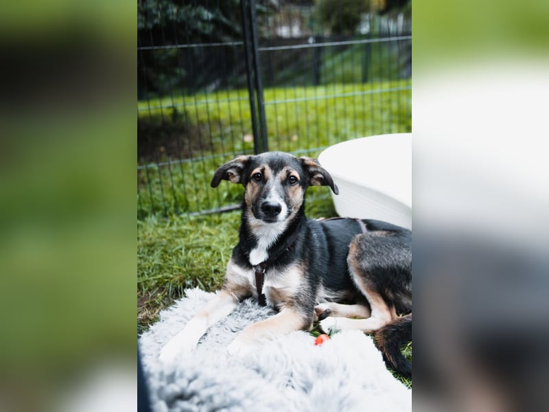 Joshi, lieber Junghund