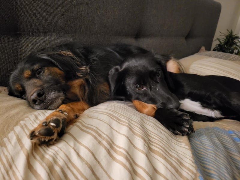 Bruno - kleiner Schmusebär sucht seine Familie