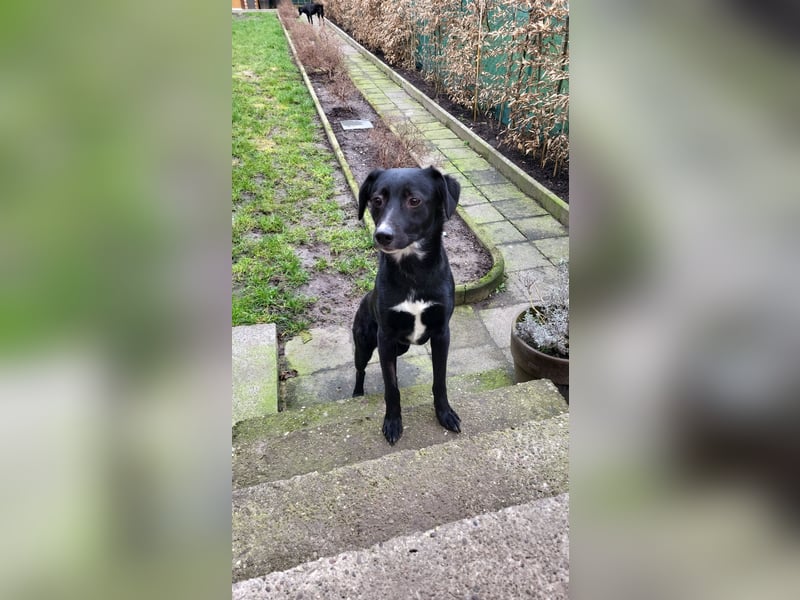 Jamie, schöner und absolut lieber Rüde