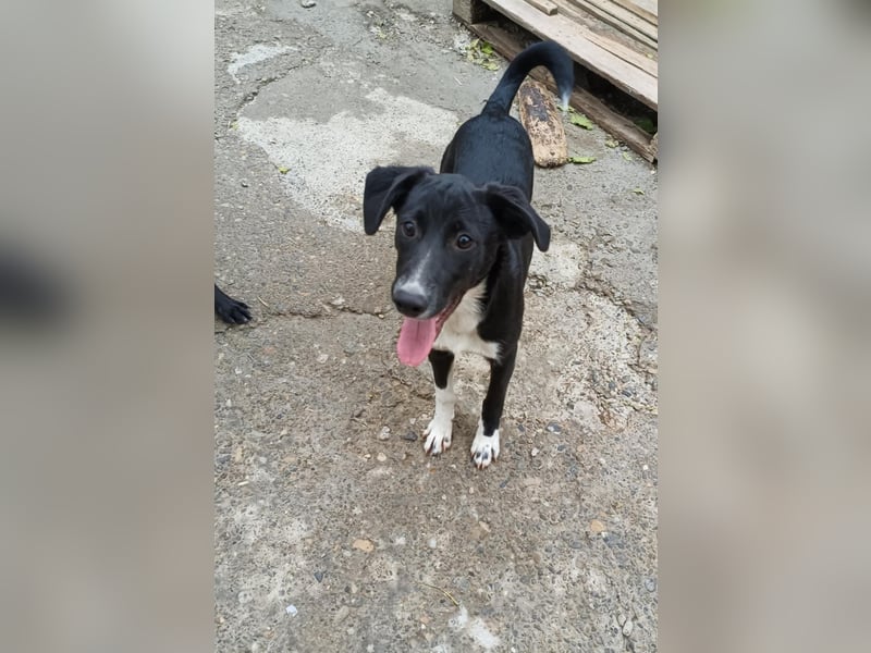 Joy, wunderbare Hündin