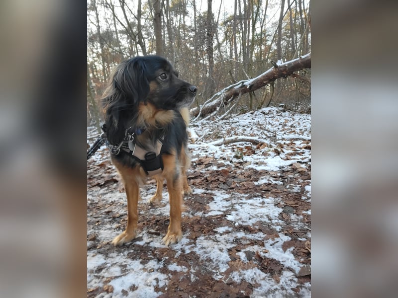 Bruno - kleiner Schmusebär sucht seine Familie