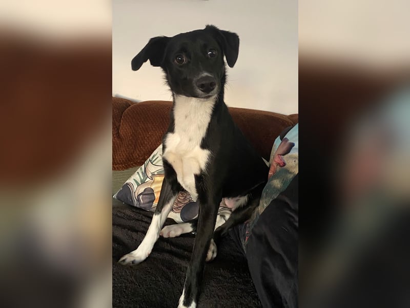 Joy, wunderbare Hündin