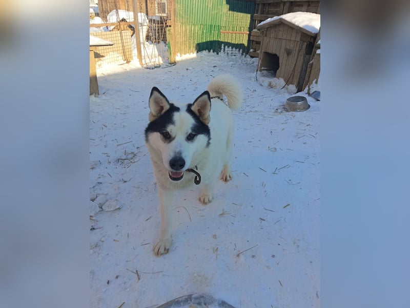 Goldiger Hans: Wo sind meine Menschen?