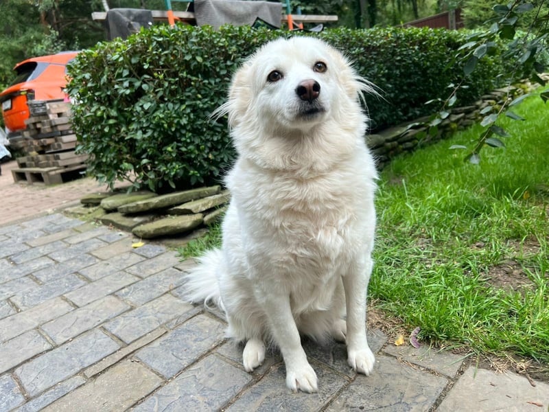 Sima - ehemaliger Niemandshund auf der Suche nach einer eigenen Familie