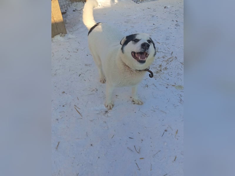 Goldiger Hans: Wo sind meine Menschen?