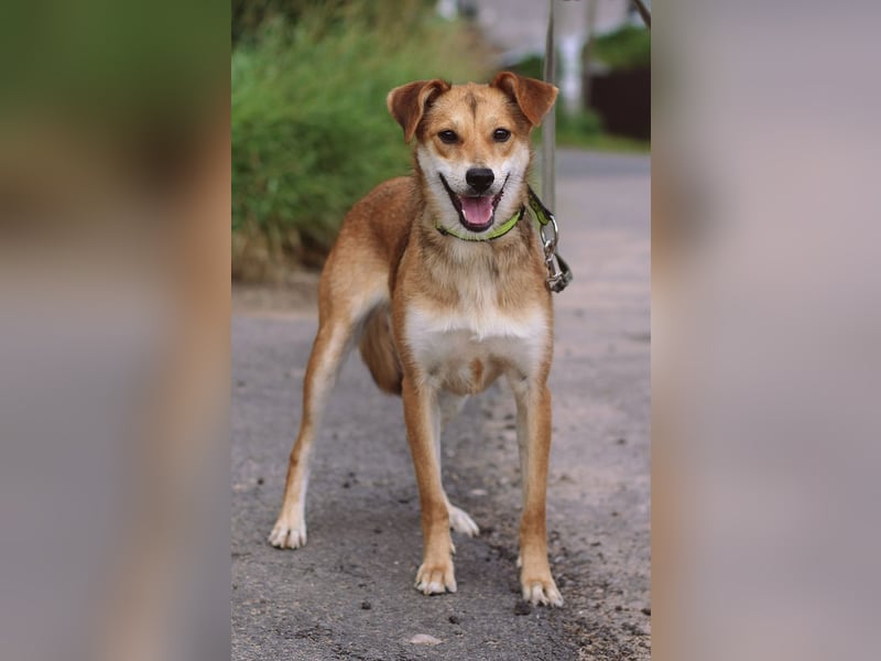 Freundliche und menschenbezogene Lora wünscht sich ein Zuhause