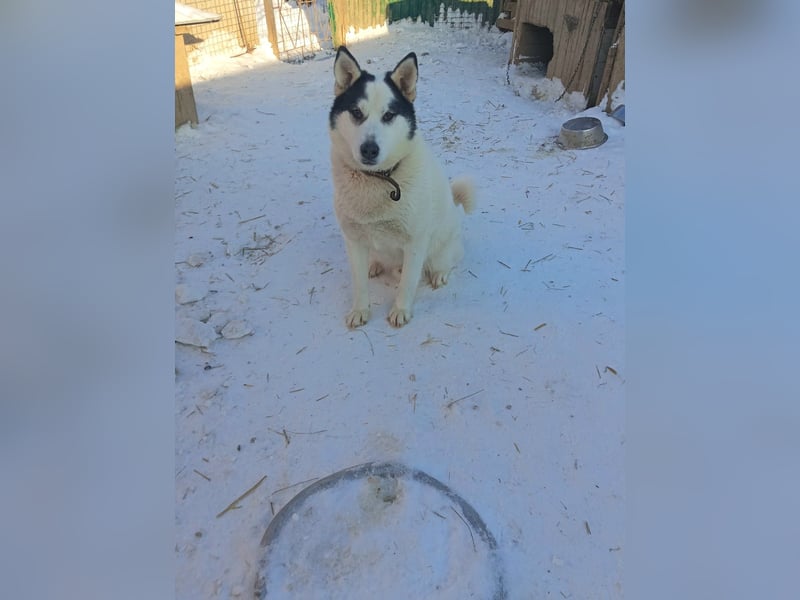 Goldiger Hans: Wo sind meine Menschen?