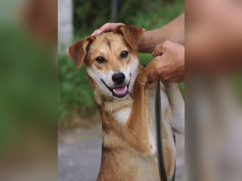 Freundliche und menschenbezogene Lora wünscht sich ein Zuhause