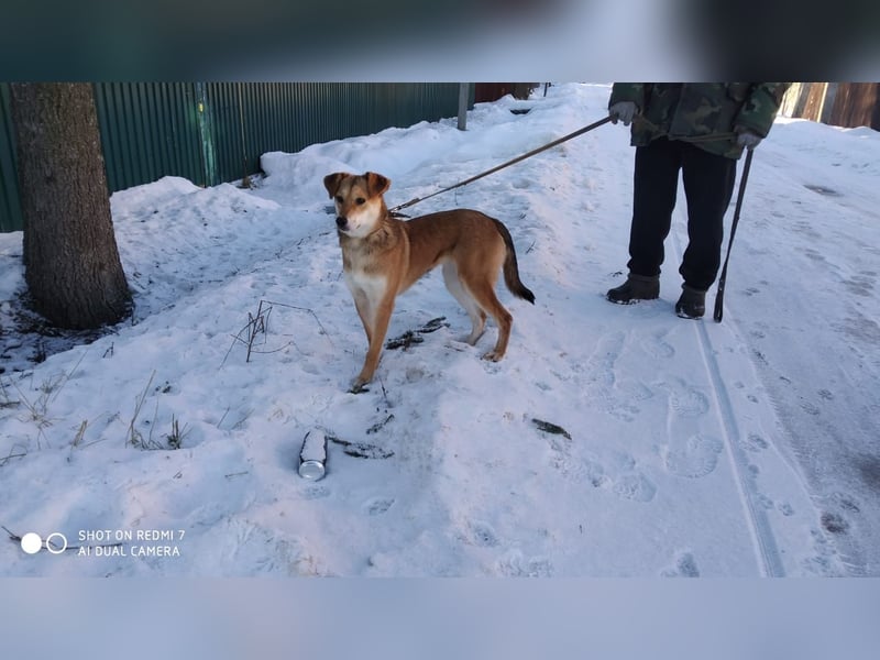 Freundliche und menschenbezogene Lora wünscht sich ein Zuhause