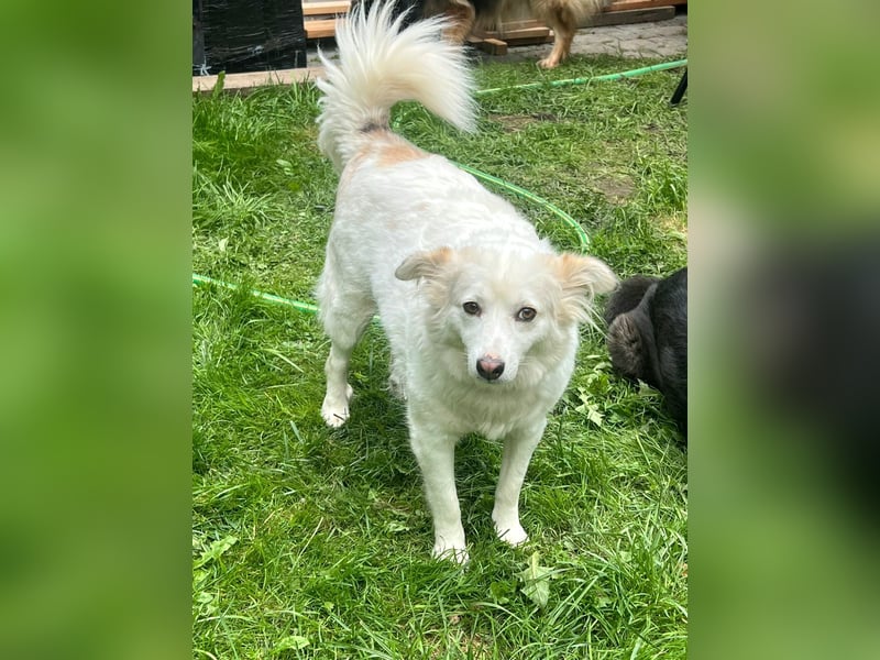 Sima - ehemaliger Niemandshund auf der Suche nach einer eigenen Familie