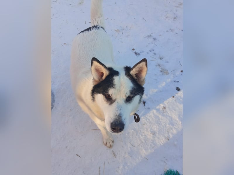 Goldiger Hans: Wo sind meine Menschen?