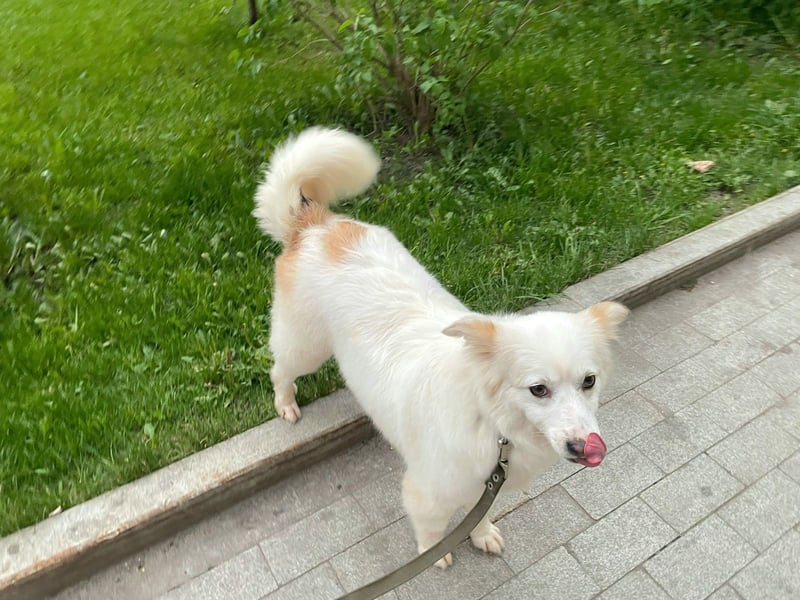 Sima - ehemaliger Niemandshund auf der Suche nach einer eigenen Familie