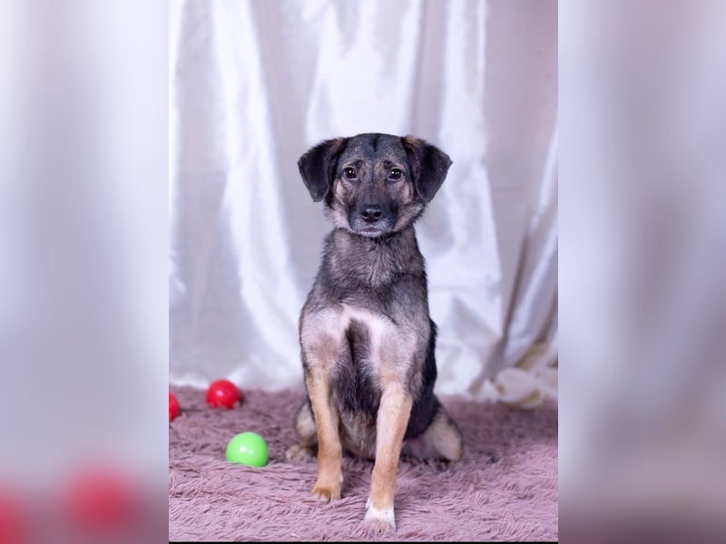 Adele wünscht sich ein liebevolles Zuhause