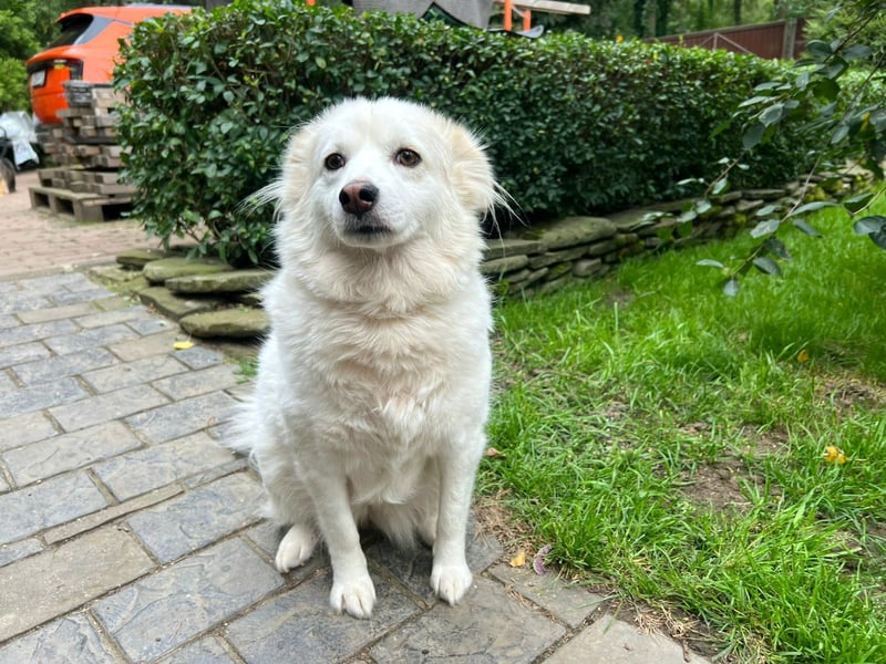 Sima - ehemaliger Niemandshund auf der Suche nach einer eigenen Familie